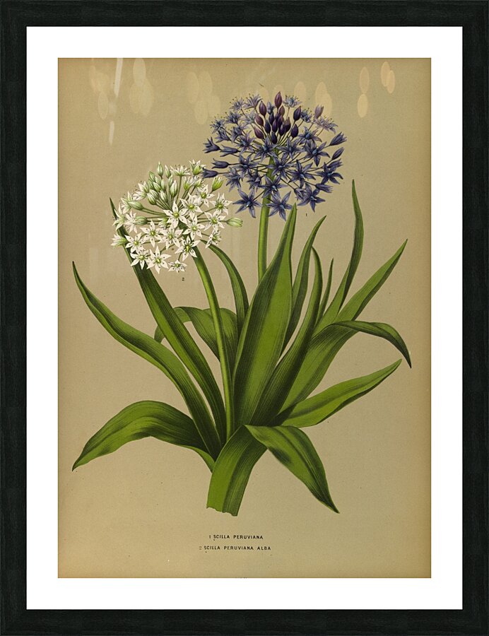Album van Eeden : Haarlems flora : 1872-1881 Picture Frame print