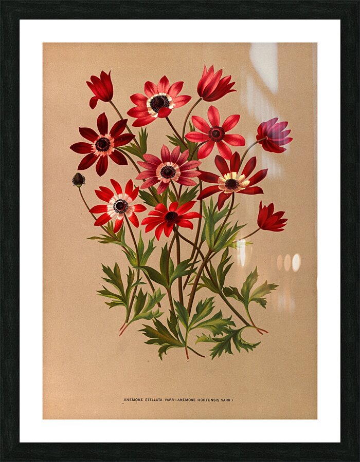 Album van Eeden : Haarlems flora : 1872-1881 Picture Frame print