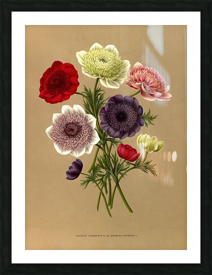 Album van Eeden : Haarlems flora : 1872-1881 Picture Frame print