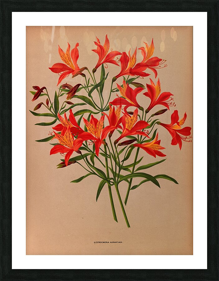 Album van Eeden : Haarlems flora : 1872-1881 Picture Frame print