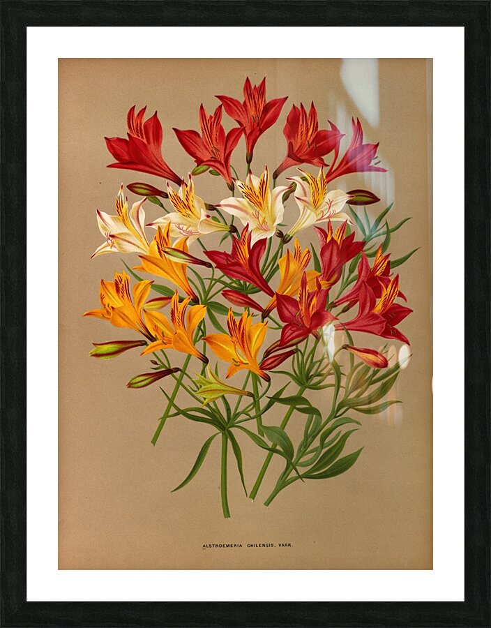 Album van Eeden : Haarlems flora : 1872-1881 Picture Frame print