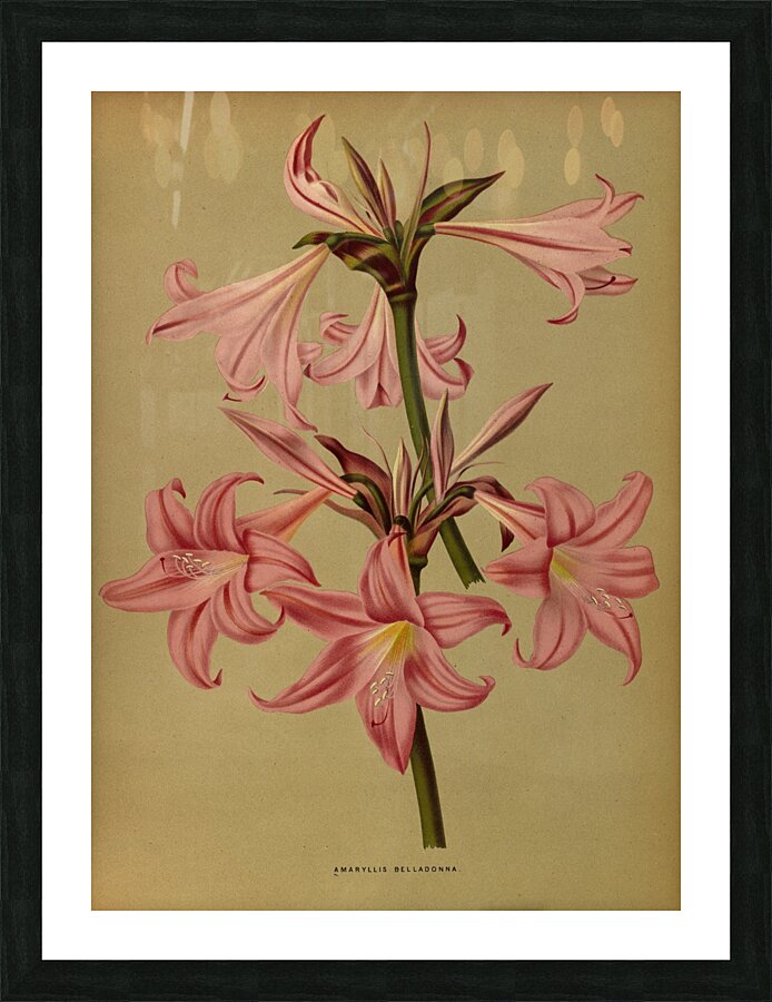 Album van Eeden : Haarlems flora : 1872-1881 Picture Frame print