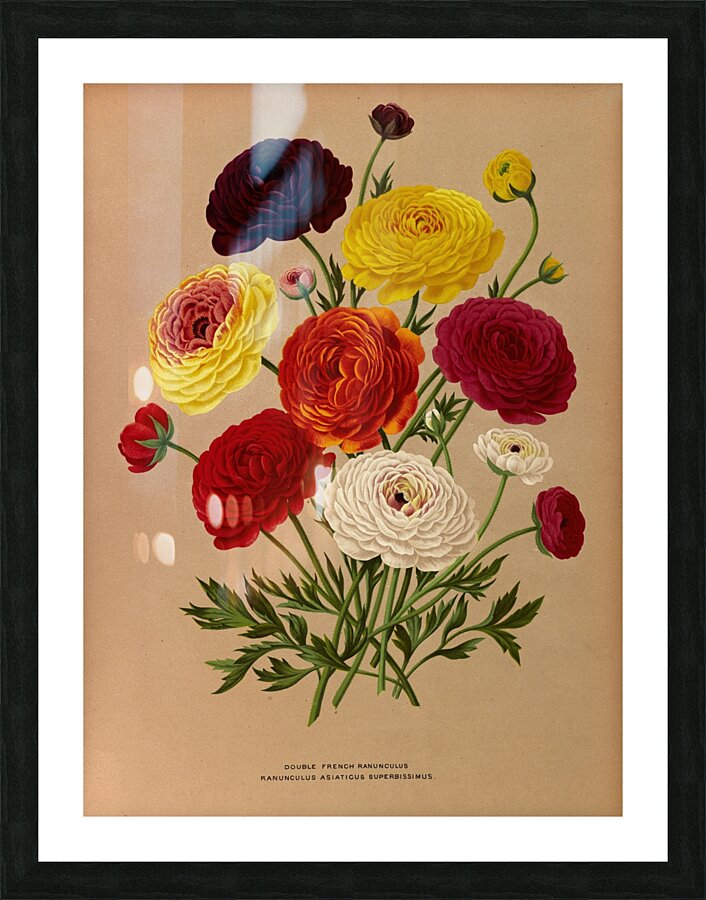 Album van Eeden : Haarlems flora : 1872-1881 Picture Frame print