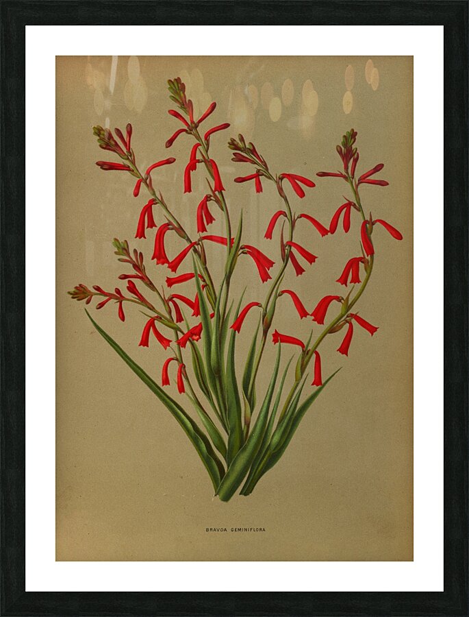 Album van Eeden : Haarlems flora : 1872-1881 Picture Frame print