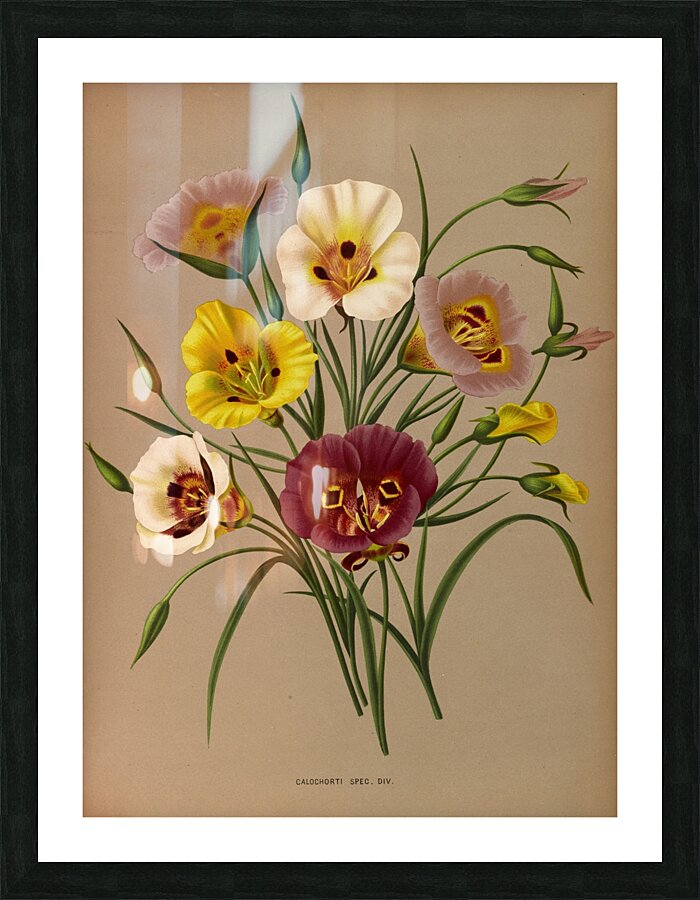 Album van Eeden : Haarlems flora : 1872-1881 Picture Frame print