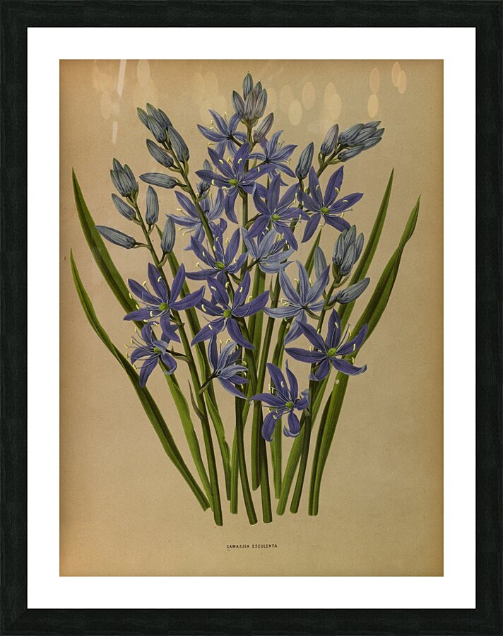 Album van Eeden : Haarlems flora : 1872-1881 Picture Frame print