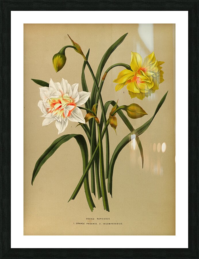 Album van Eeden : Haarlems flora : 1872-1881 Impression et Cadre photo