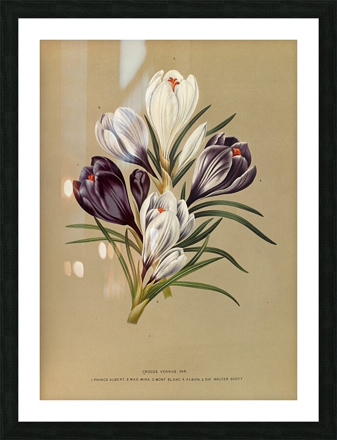 Album van Eeden : Haarlems flora : 1872-1881 Picture Frame print