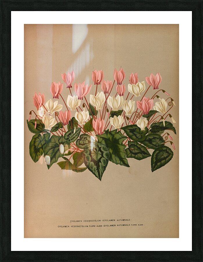 Album van Eeden : Haarlems flora : 1872-1881 Picture Frame print