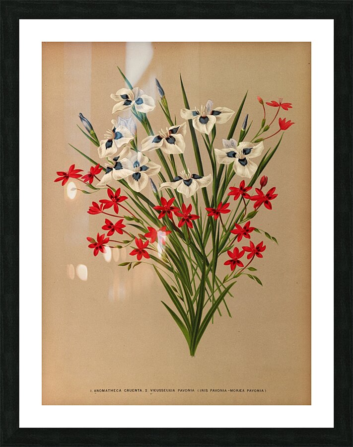 Album van Eeden : Haarlems flora : 1872-1881 Picture Frame print