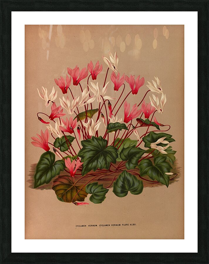 Album van Eeden : Haarlems flora : 1872-1881 Picture Frame print