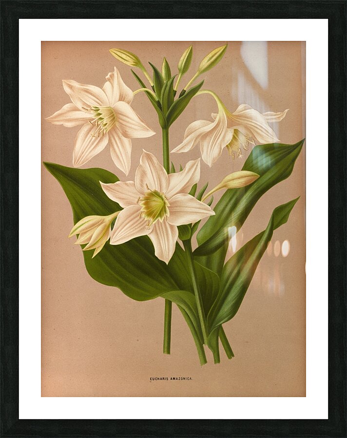 Album van Eeden : Haarlems flora : 1872-1881 Picture Frame print