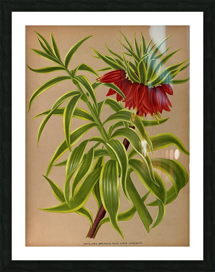 Album van Eeden : Haarlems flora : 1872-1881 Picture Frame print