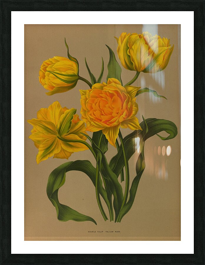 Album van Eeden : Haarlems flora : 1872-1881 Picture Frame print