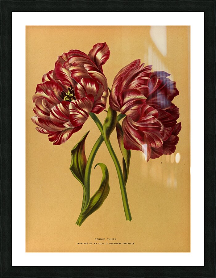 Album van Eeden : Haarlems flora : 1872-1881 Picture Frame print