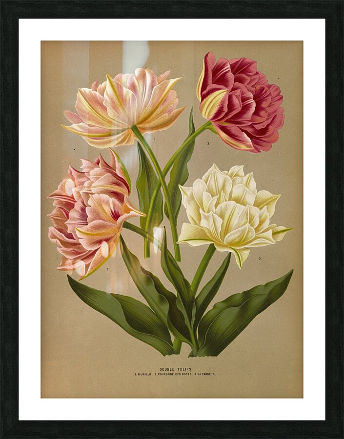 Album van Eeden : Haarlems flora : 1872-1881 Picture Frame print