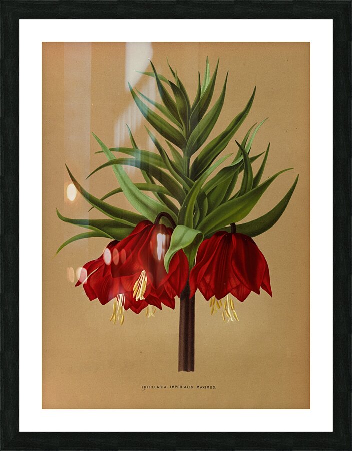 Album van Eeden : Haarlems flora : 1872-1881 Picture Frame print