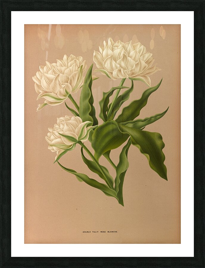 Album van Eeden : Haarlems flora : 1872-1881 Picture Frame print