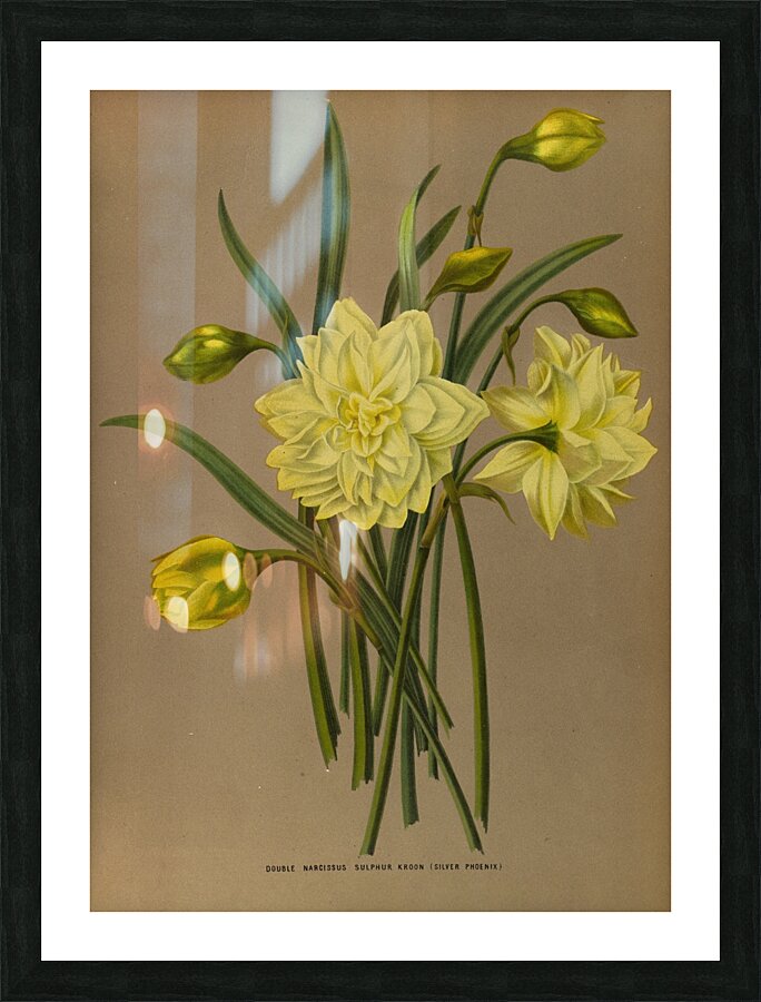 Album van Eeden : Haarlems flora : 1872-1881 Picture Frame print