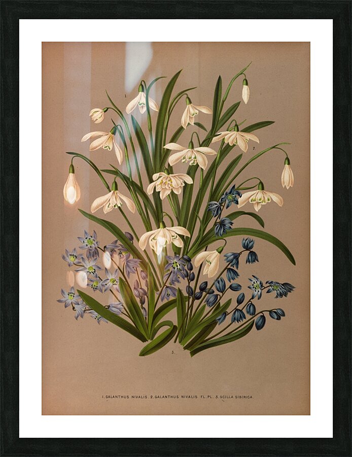 Album van Eeden : Haarlems flora : 1872-1881 Picture Frame print