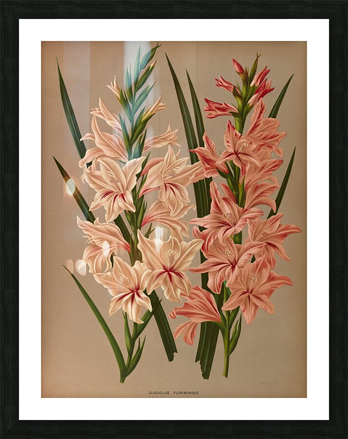 Album van Eeden : Haarlems flora : 1872-1881 Picture Frame print