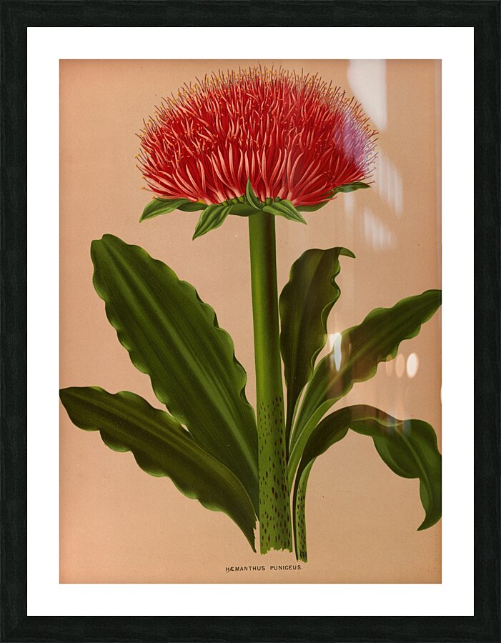 Album van Eeden : Haarlems flora : 1872-1881 Picture Frame print