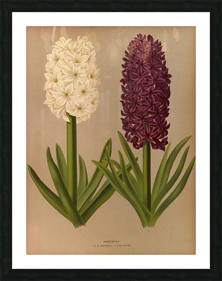 Album van Eeden : Haarlems flora : 1872-1881 Picture Frame print