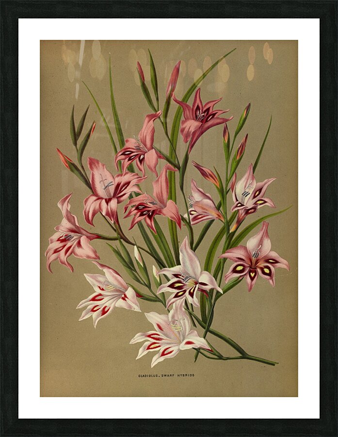 Album van Eeden : Haarlems flora : 1872-1881 Picture Frame print