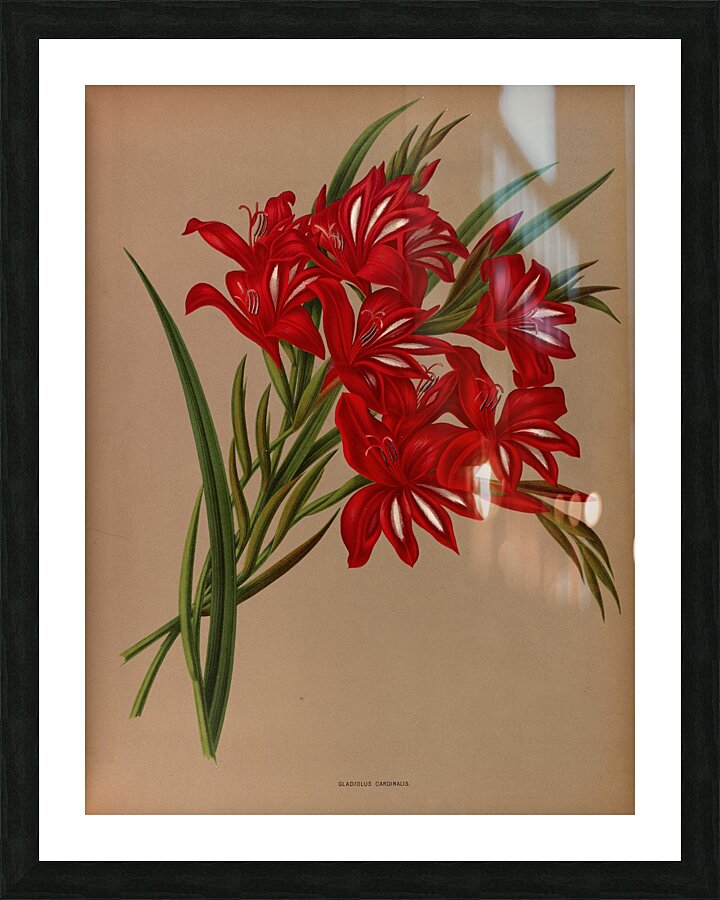 Album van Eeden : Haarlems flora : 1872-1881 Picture Frame print