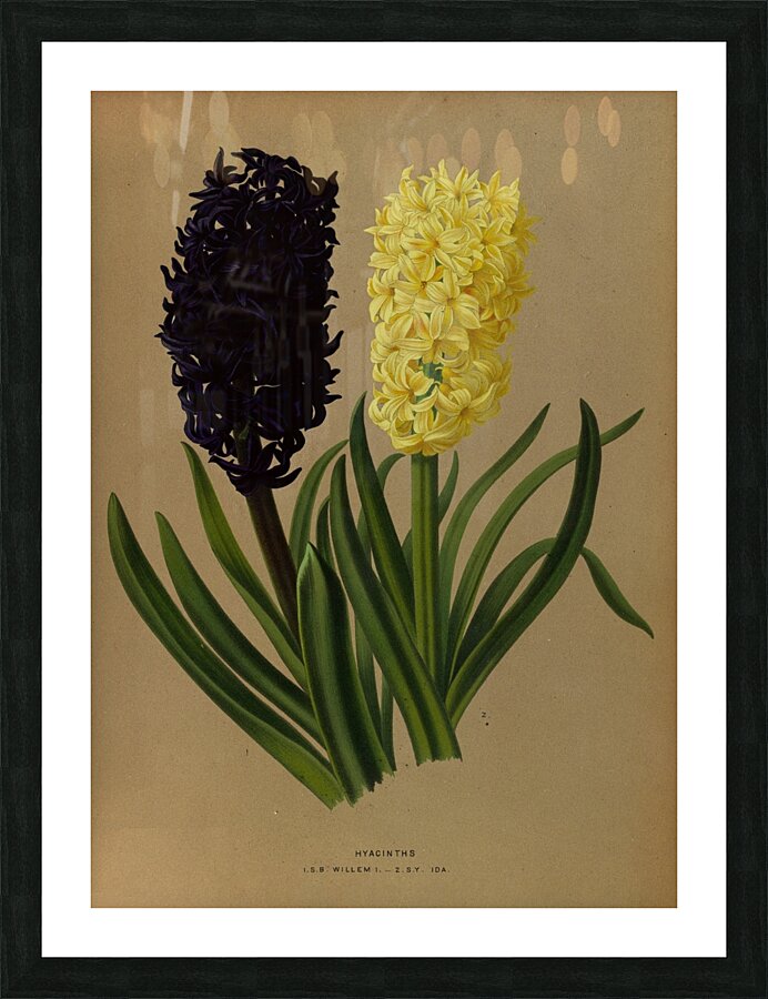 Album van Eeden : Haarlems flora : 1872-1881 Picture Frame print