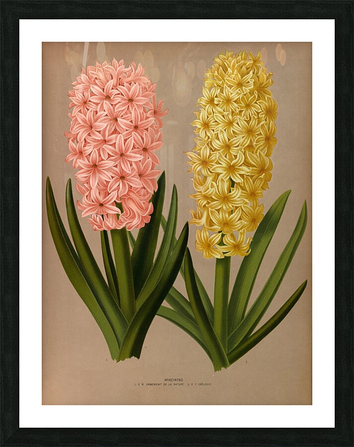 Album van Eeden : Haarlems flora : 1872-1881 Picture Frame print