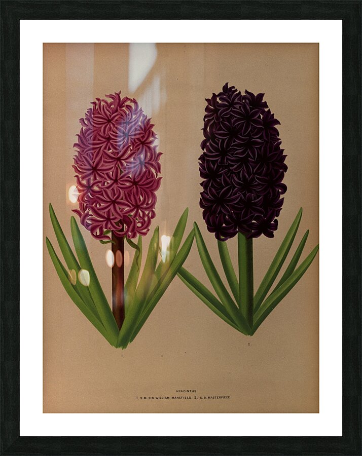 Album van Eeden : Haarlems flora : 1872-1881 Picture Frame print