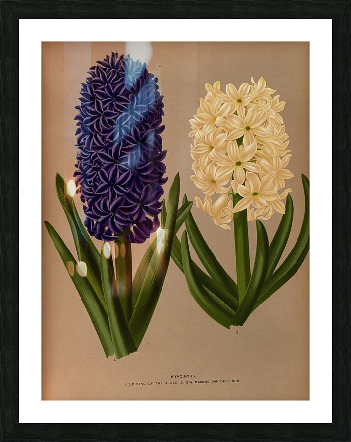 Album van Eeden : Haarlems flora : 1872-1881 Picture Frame print