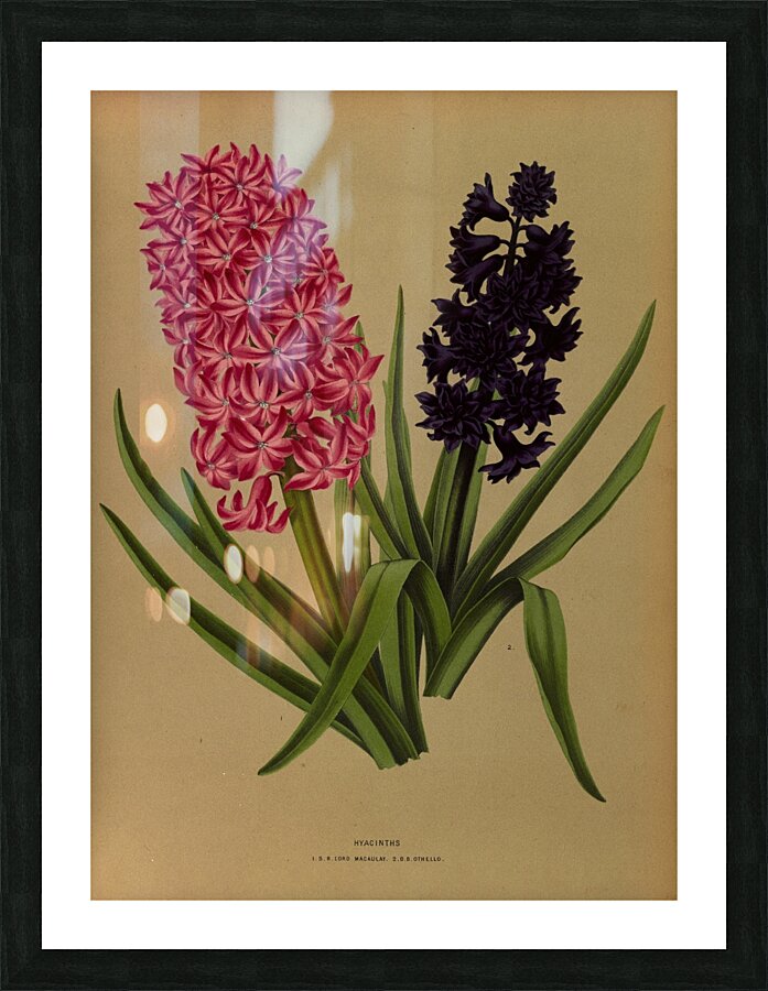 Album van Eeden : Haarlems flora : 1872-1881 Picture Frame print