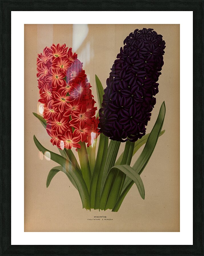 Album van Eeden : Haarlems flora : 1872-1881 Picture Frame print