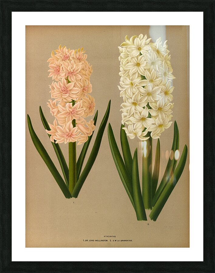 Album van Eeden : Haarlems flora : 1872-1881 Picture Frame print