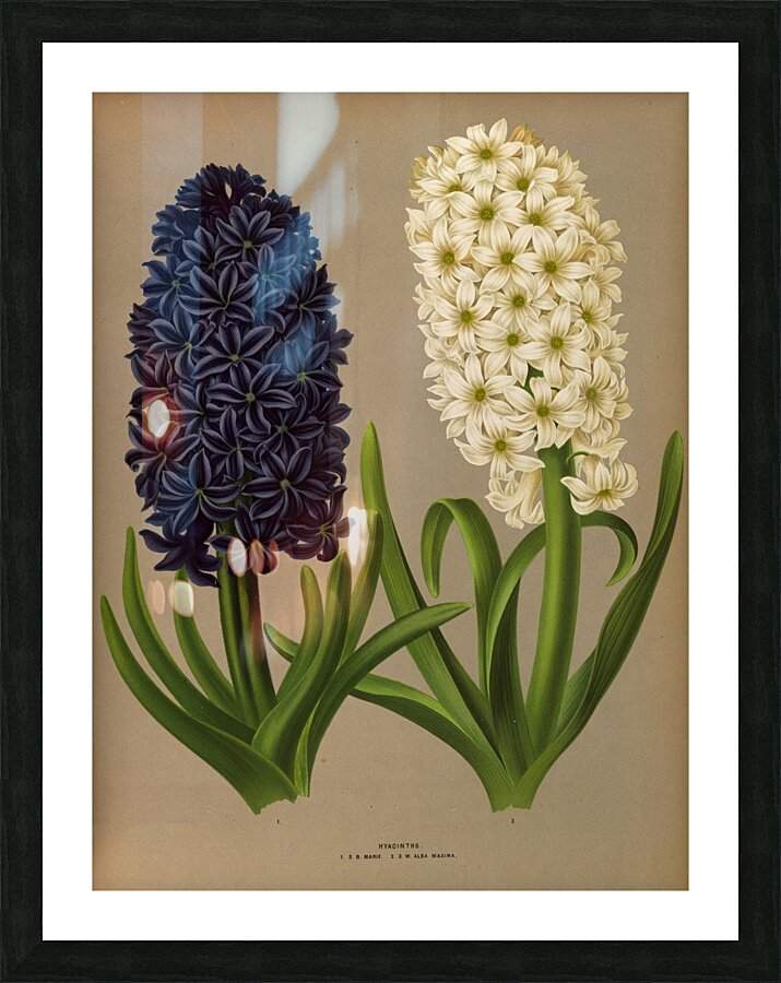 Album van Eeden : Haarlems flora : 1872-1881 Picture Frame print