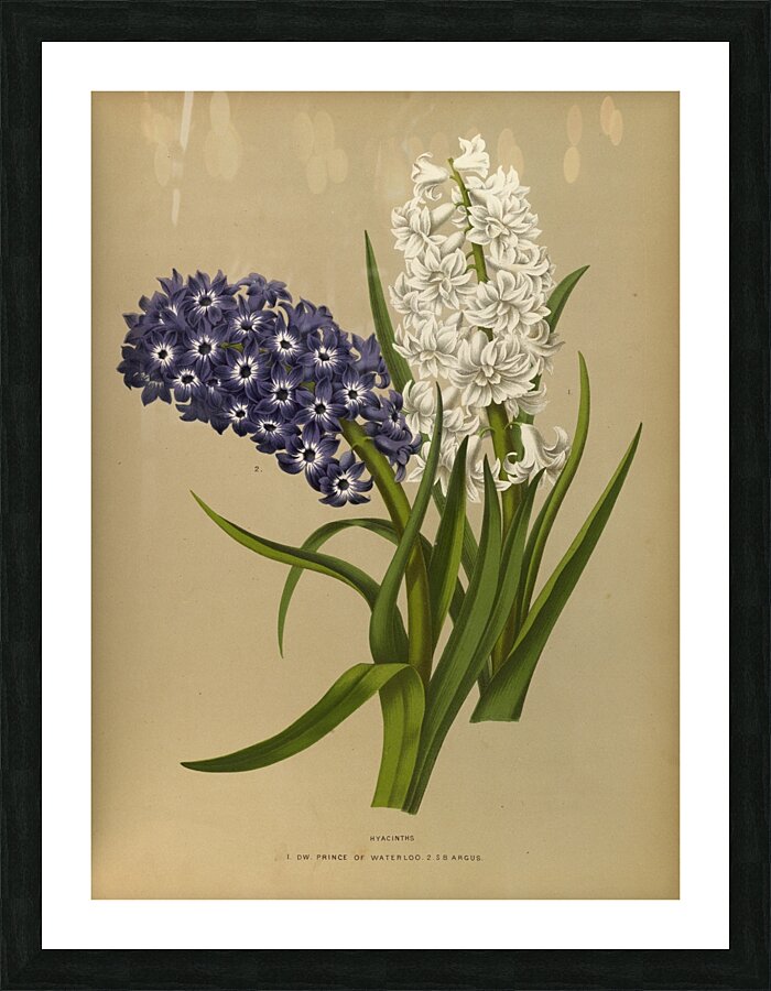 Album van Eeden : Haarlems flora : 1872-1881 Picture Frame print