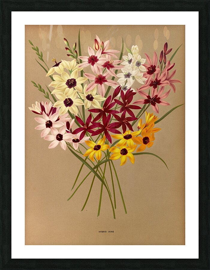 Album van Eeden : Haarlems flora : 1872-1881 Picture Frame print