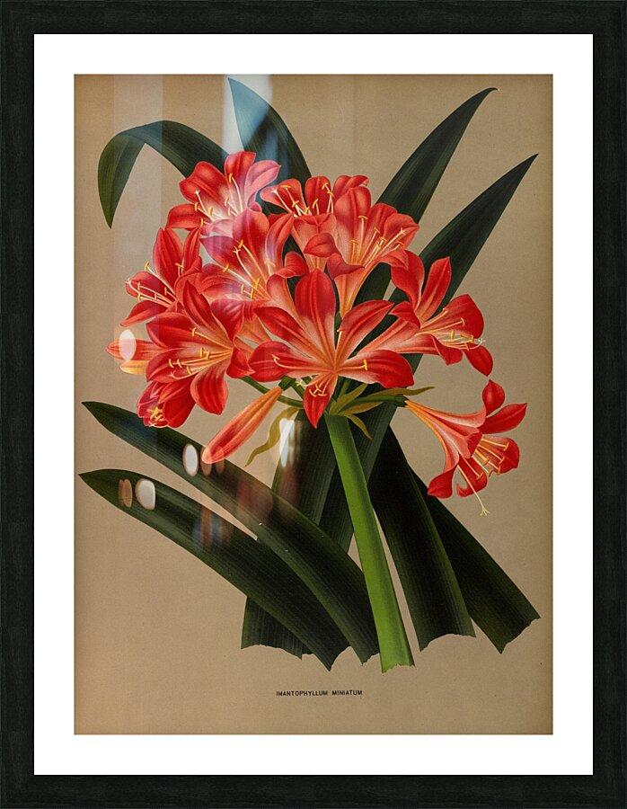 Album van Eeden : Haarlems flora : 1872-1881 Picture Frame print