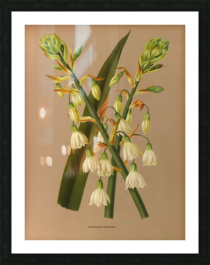 Album van Eeden : Haarlems flora : 1872-1881 Picture Frame print