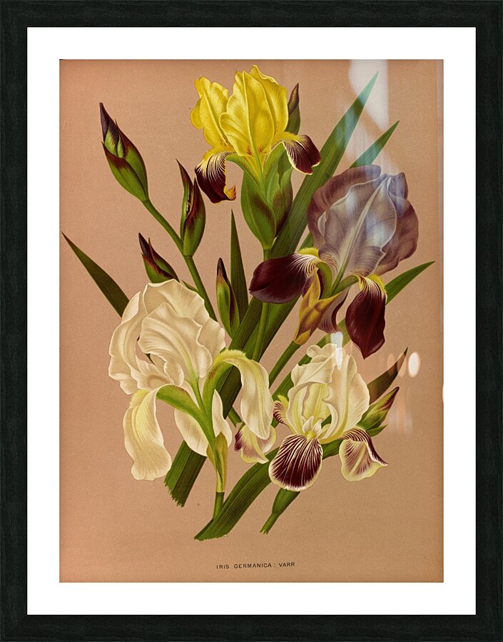 Album van Eeden : Haarlems flora : 1872-1881 Picture Frame print