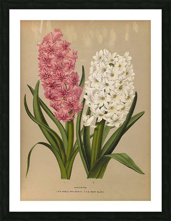 Album van Eeden : Haarlems flora : 1872-1881 Picture Frame print