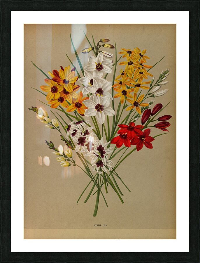 Album van Eeden : Haarlems flora : 1872-1881 Picture Frame print