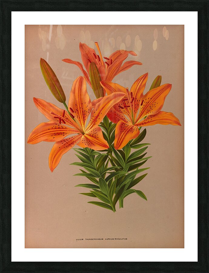 Album van Eeden : Haarlems flora : 1872-1881 Picture Frame print