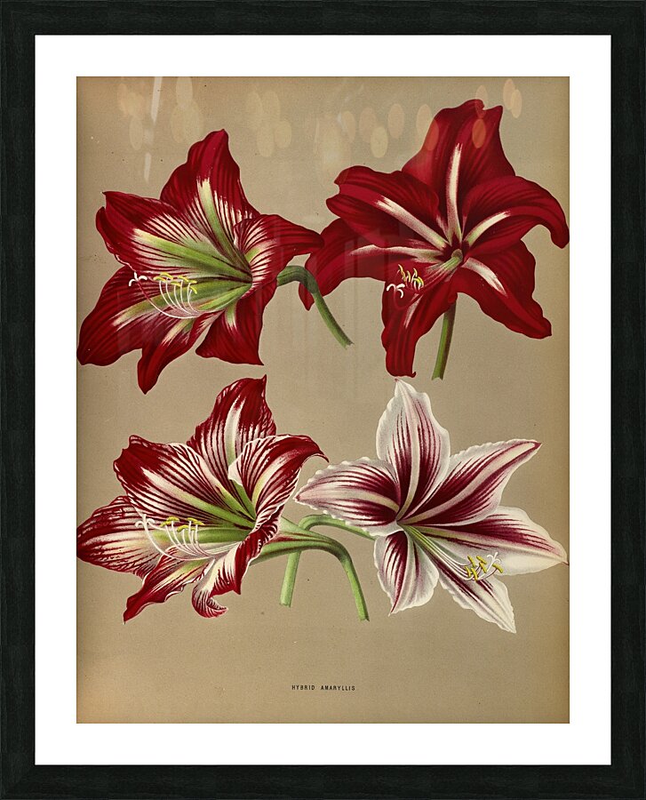 Album van Eeden : Haarlems flora : 1872-1881 Picture Frame print