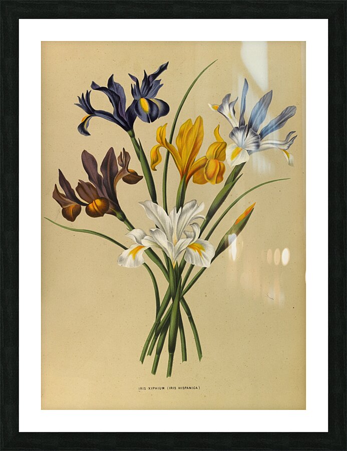 Album van Eeden : Haarlems flora : 1872-1881 Picture Frame print