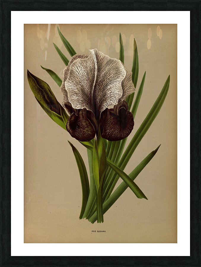 Album van Eeden : Haarlems flora : 1872-1881 Picture Frame print