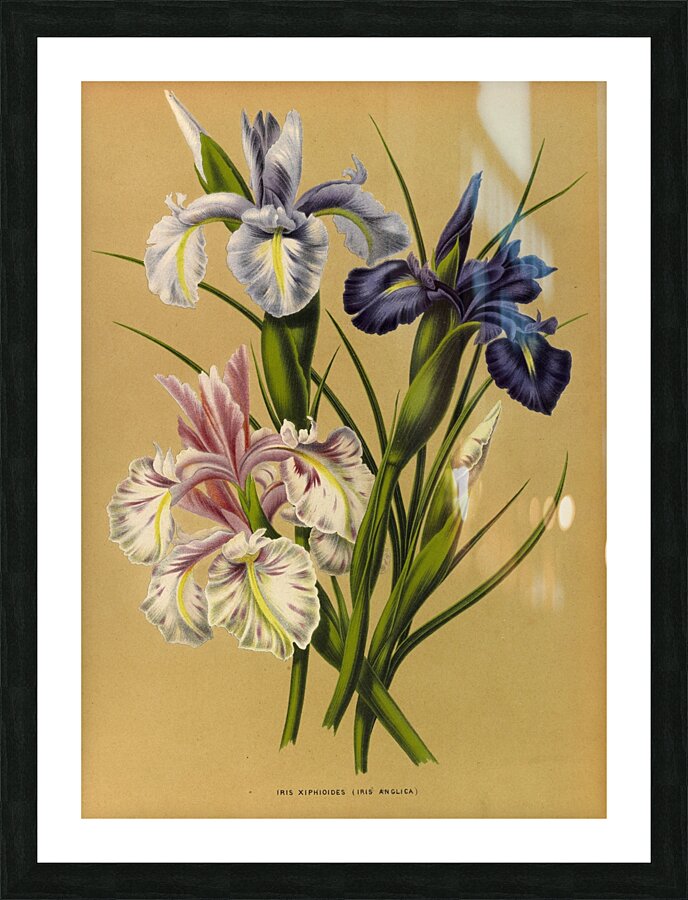 Album van Eeden : Haarlems flora : 1872-1881 Picture Frame print