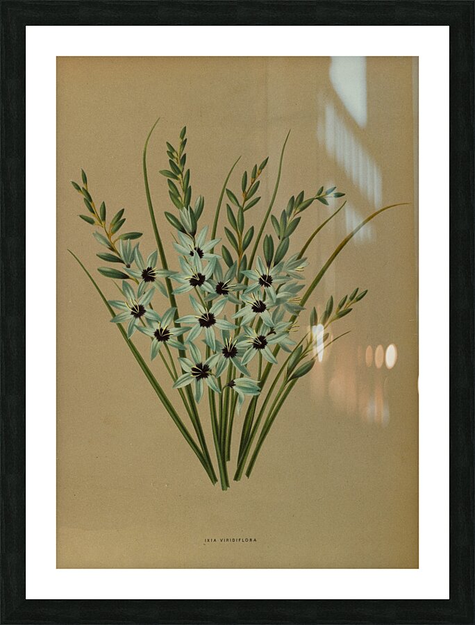 Album van Eeden : Haarlems flora : 1872-1881 Picture Frame print